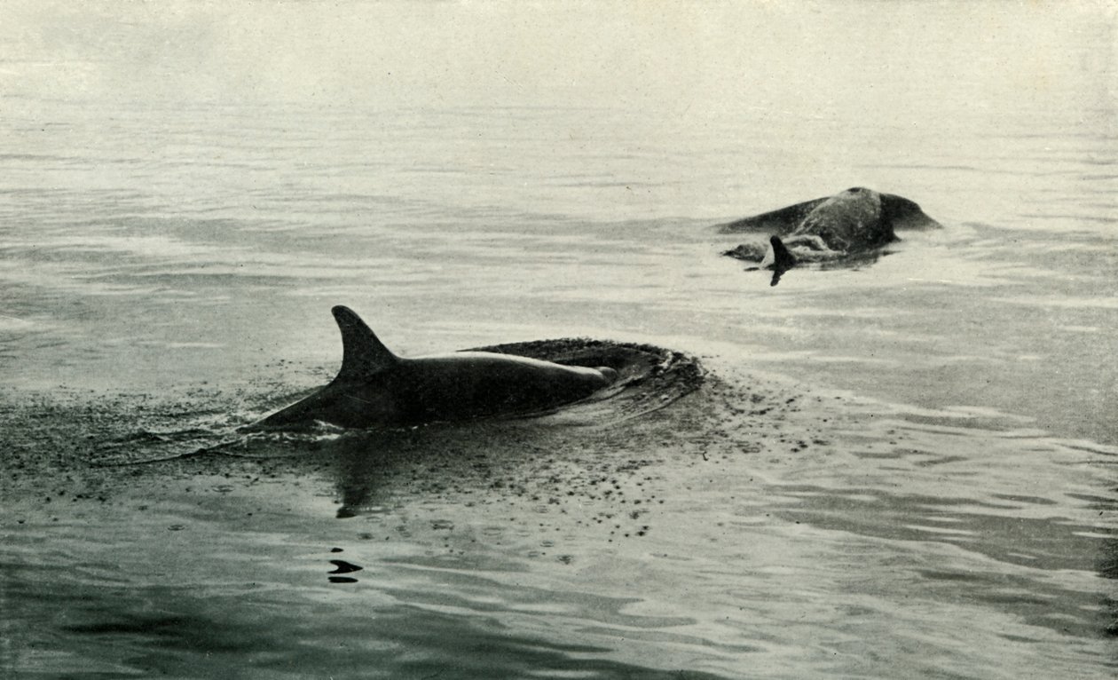 Spækhuggere stiger for at blæse, c19101913, 1913 af Herbert Ponting