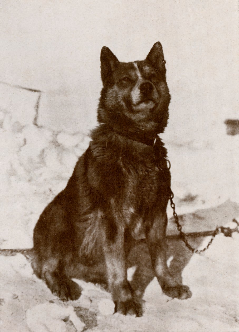 Krisravica, 19101913, 1913 af Herbert Ponting