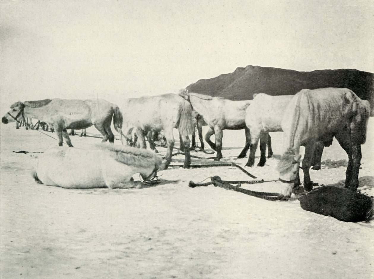 Ponyer bundet ud på havisen, c19101913, 1913 af Herbert Ponting