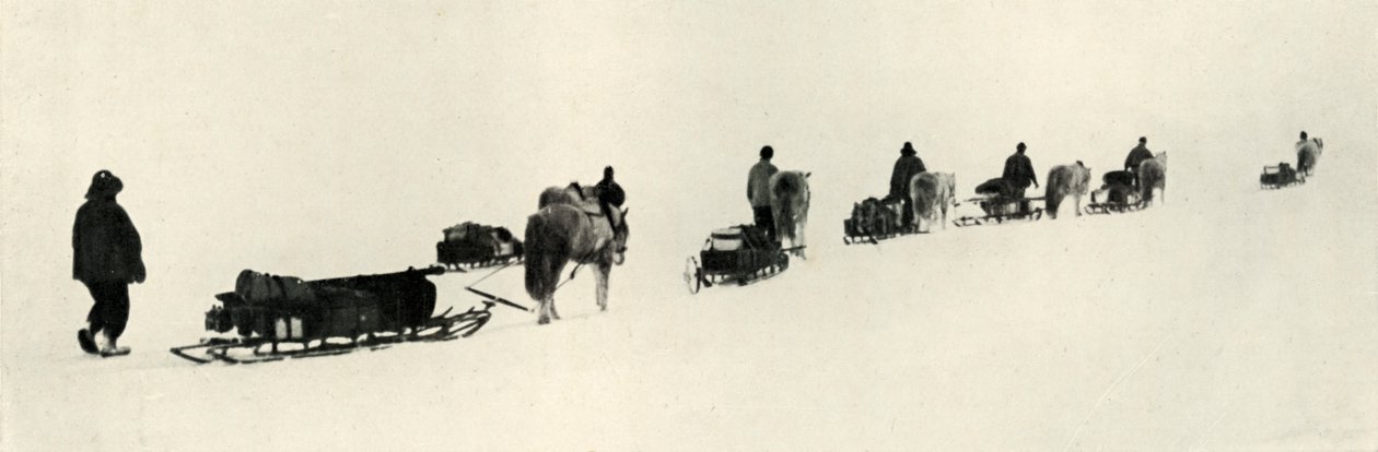 Ponyer i marts 1911, 1913 af Herbert Ponting