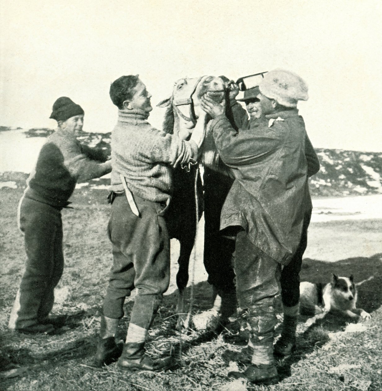 Pony tager whisky, 8. februar, 1911, 1913 af Herbert Ponting