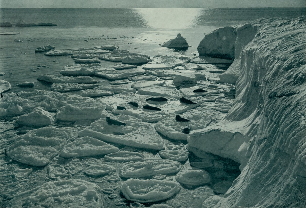 Sæler basker sig på nydannet pandekageis ved Cape Evans, c19101913, 1913 af Herbert Ponting