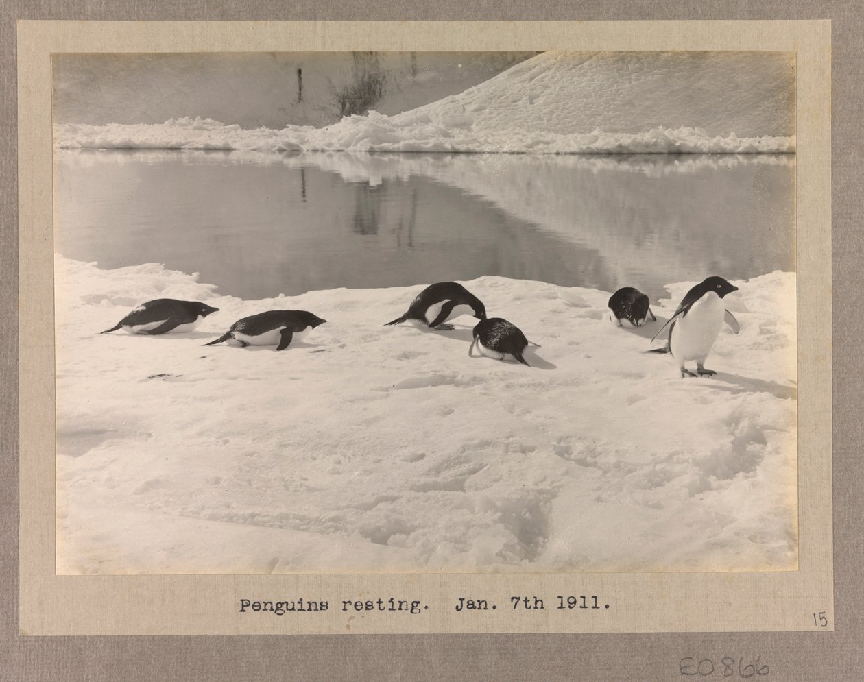 Seks Adelie-pingviner hviler sig på isen af Herbert Ponting