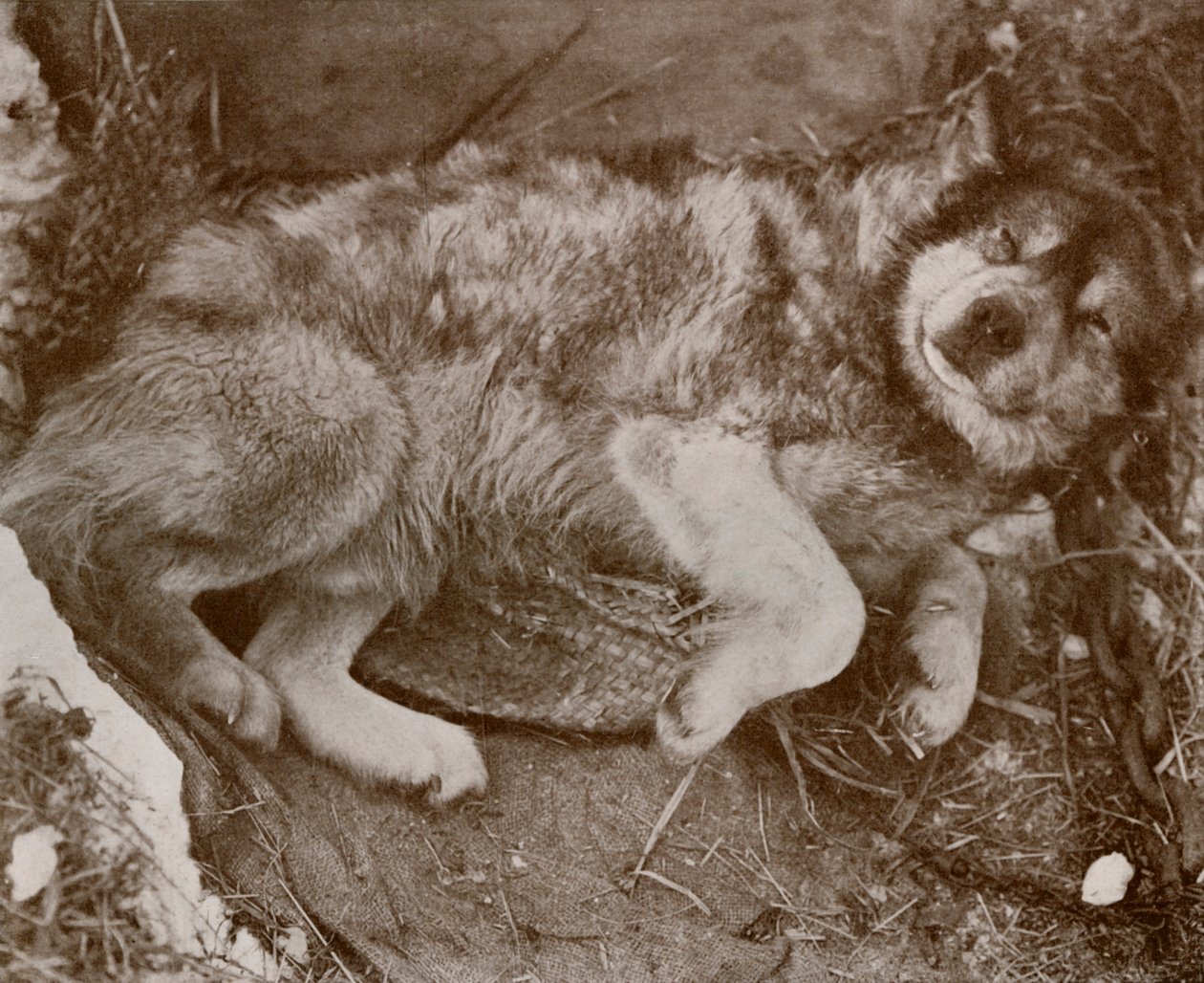 Level Malingering, C17101213, 1913 af Herbert Ponting