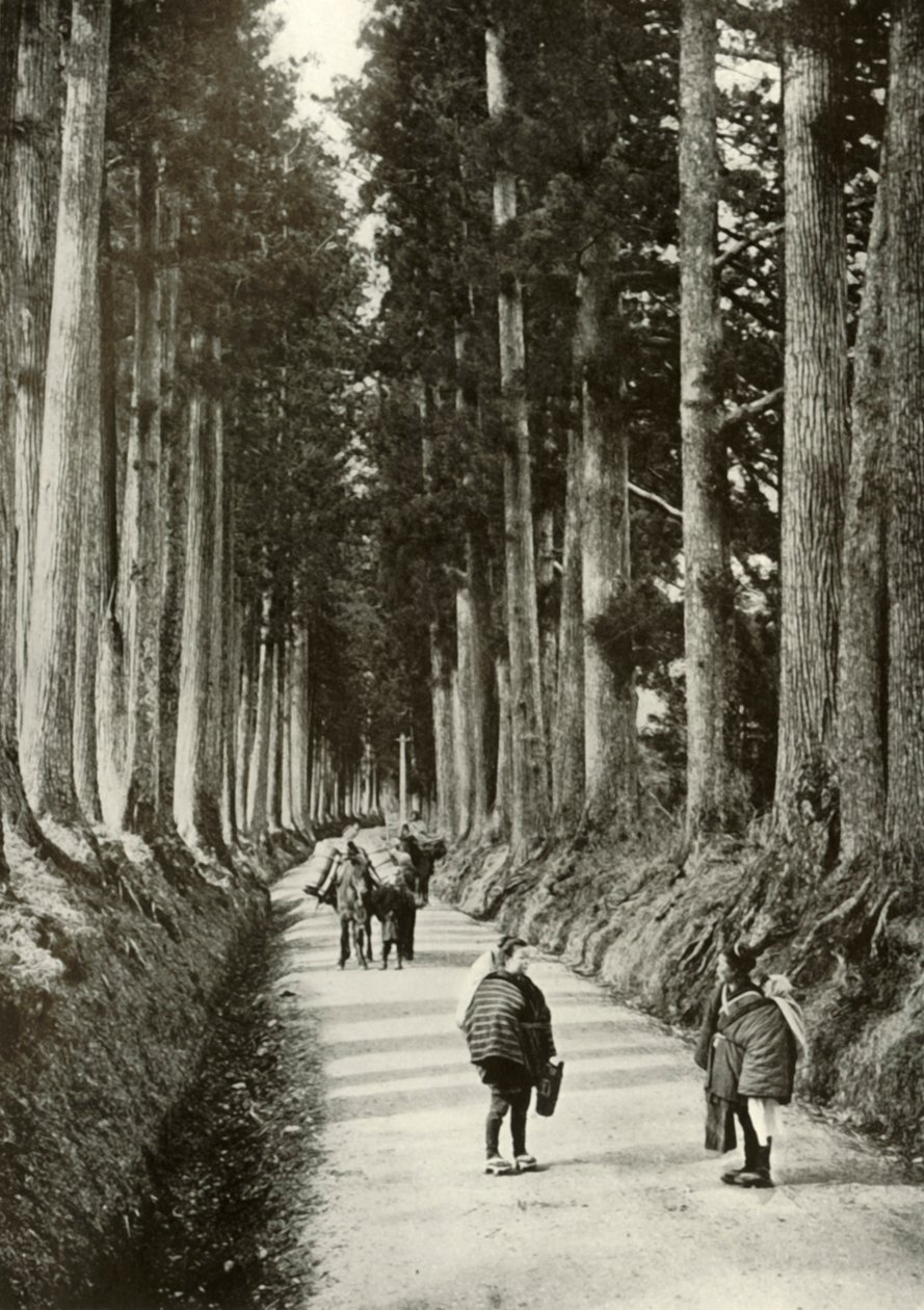 Cryptomerias i Nikko, 1910. af Herbert Ponting