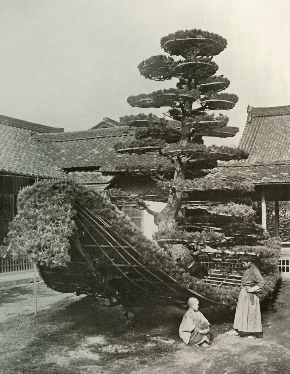 Pine-Tree Junk ved Kinkakuji, 1910. af Herbert Ponting