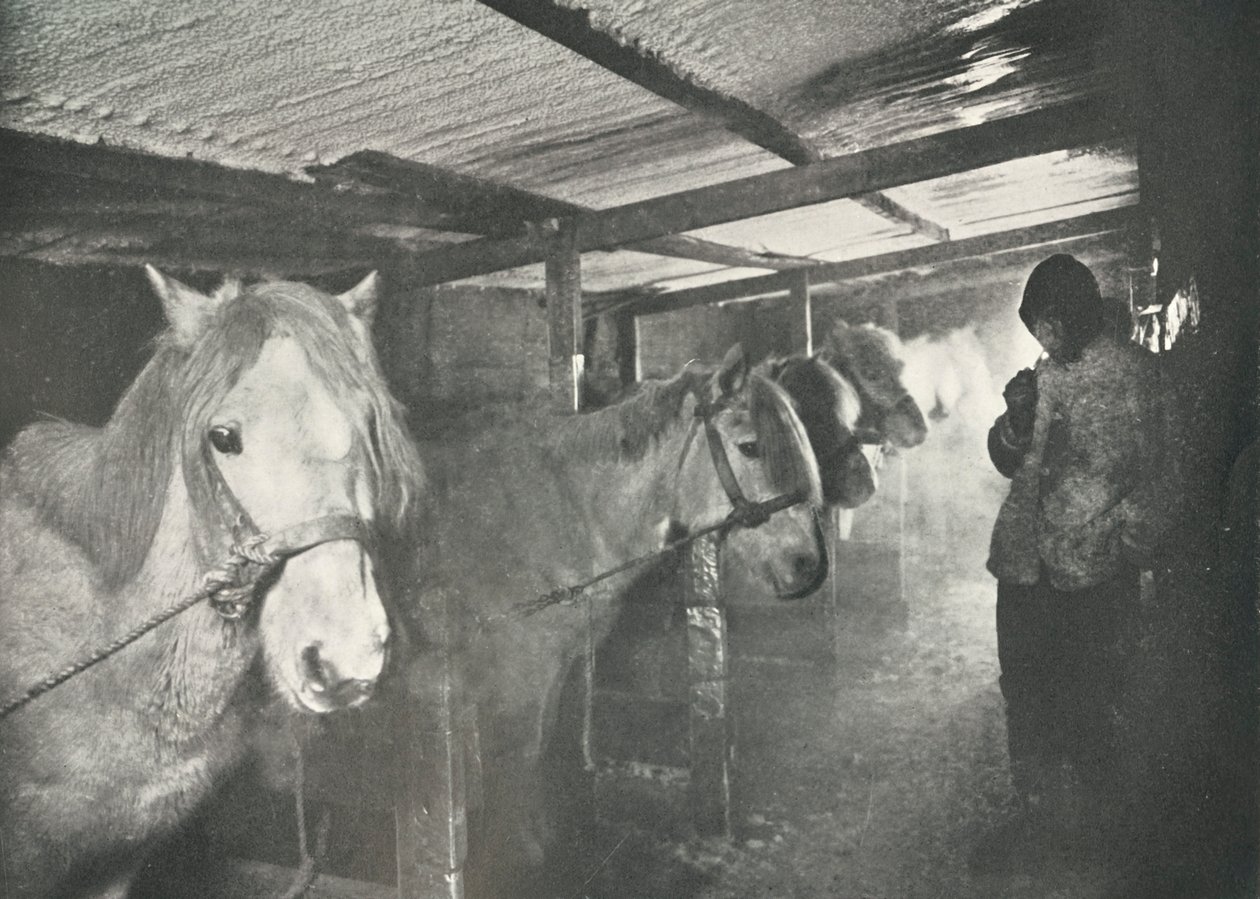 Staldene om vinteren, c19101911, 1913 af Herbert Ponting