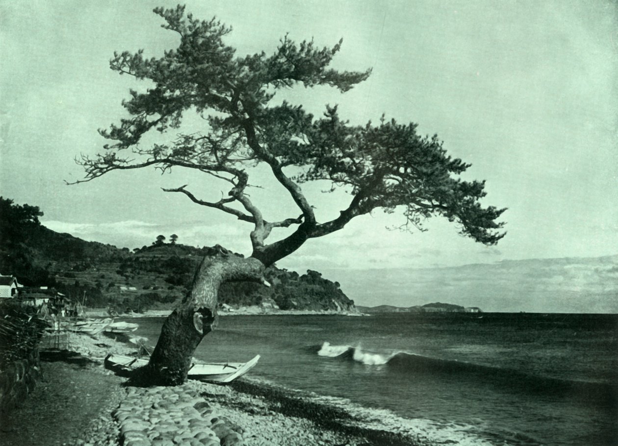 Træet og bølgen, 1910. af Herbert Ponting