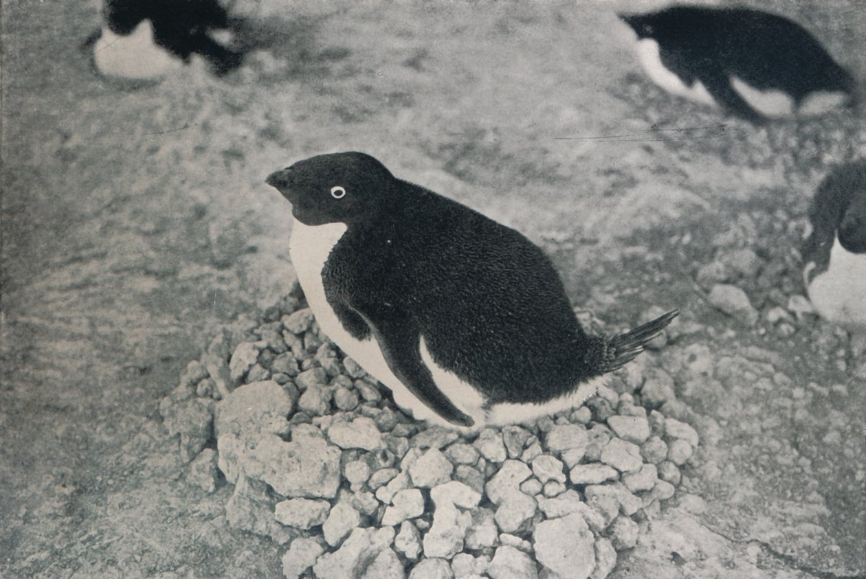 Denne pingvin har en flittig makker, c1911, 1913 af Herbert Ponting
