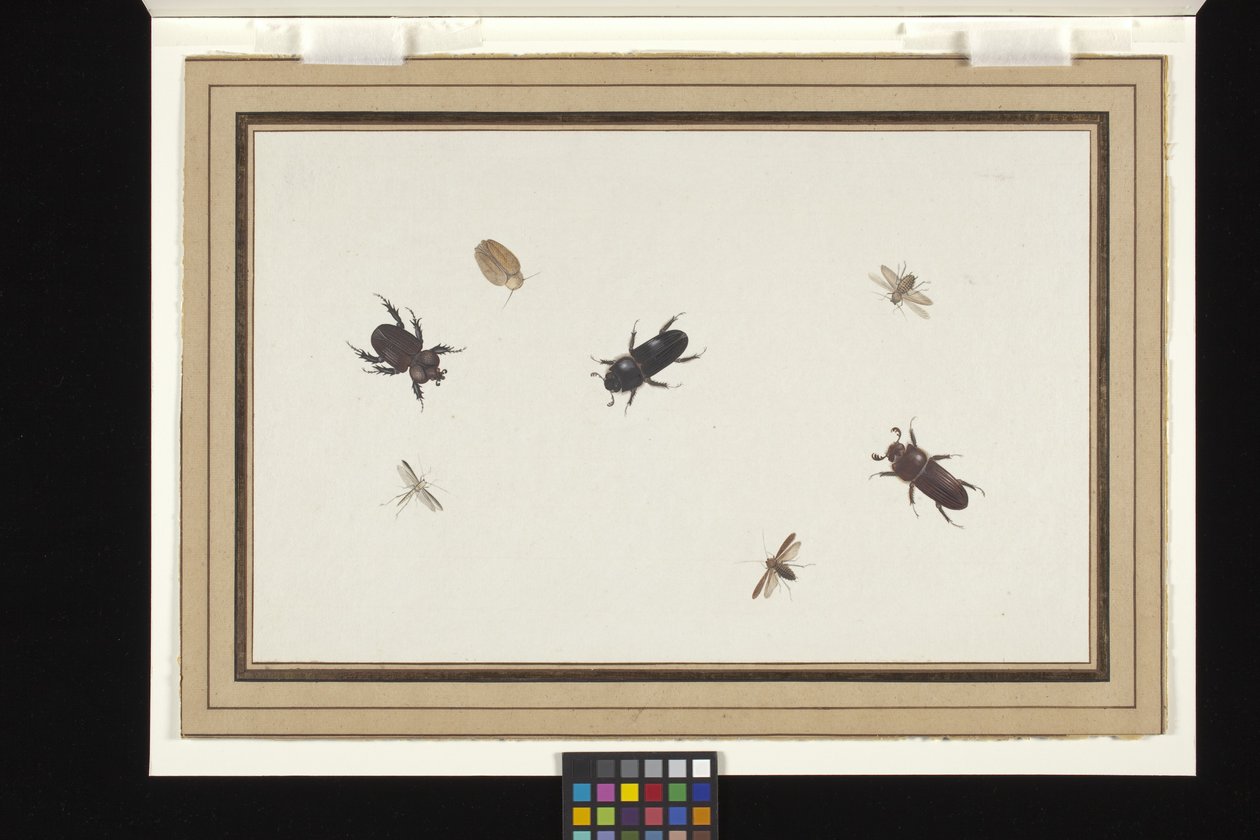 Study Of Beetles And Moths (gouache og akvarel på hvidt lagt hollandsk papir) af Herman Henstenburgh