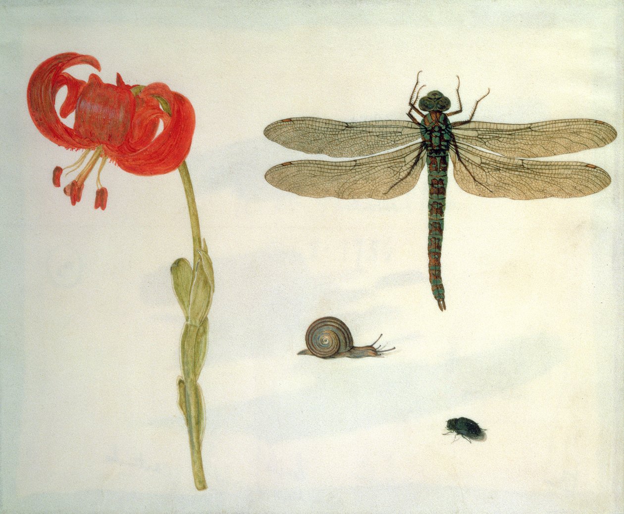 Studie af en rød tigerlilje, en snegl, en bille og en guldsmede (gouache på vellum) af Herman Henstenburgh