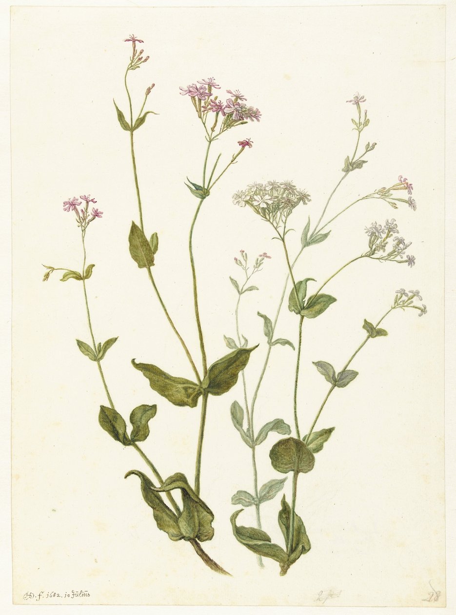 Blæresenna og Sticky Catchfly Rode en witte Viscaria af pekanjer af Herman Saftleven