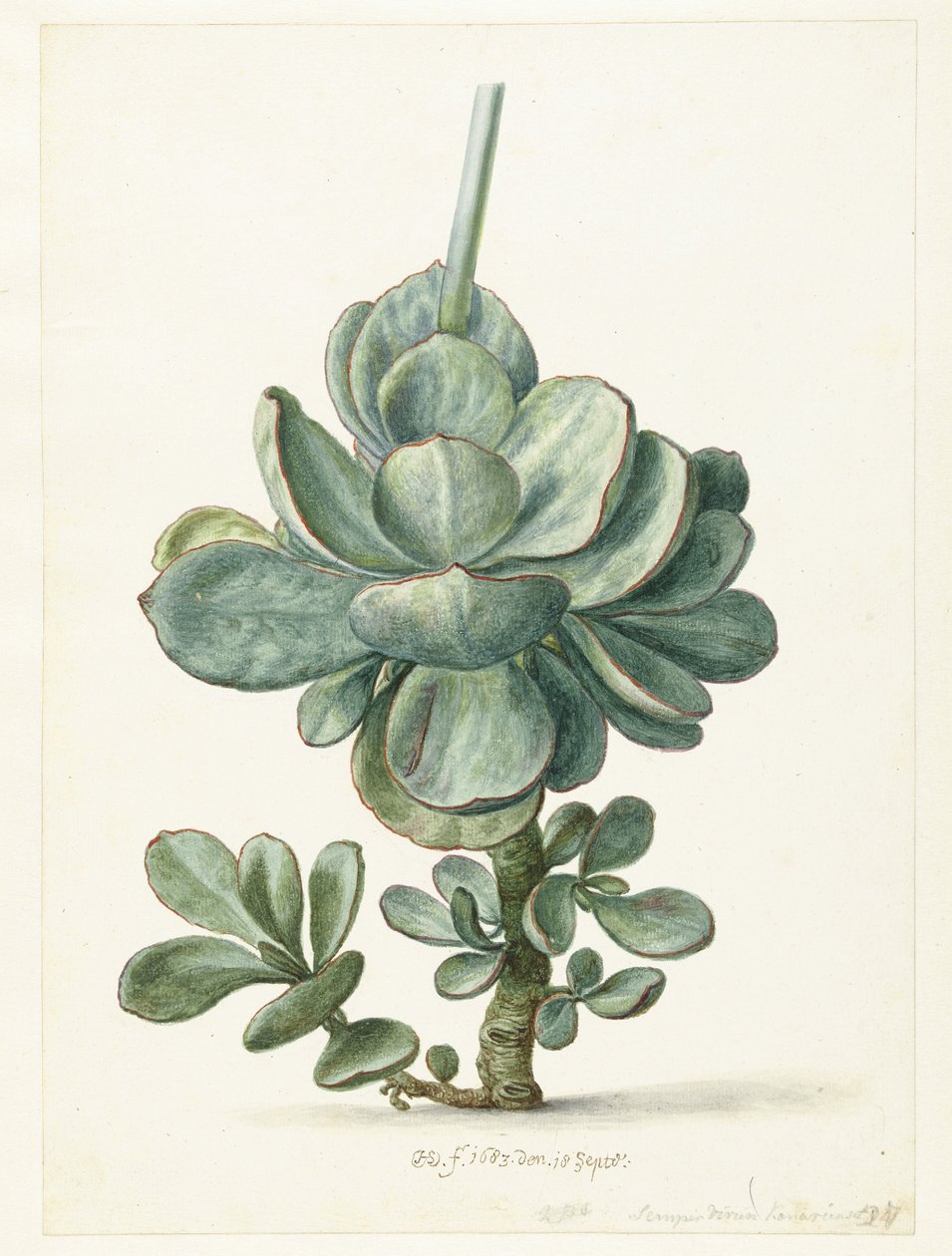 Sukkulent (Cotyledon orbiculata) af Herman Saftleven