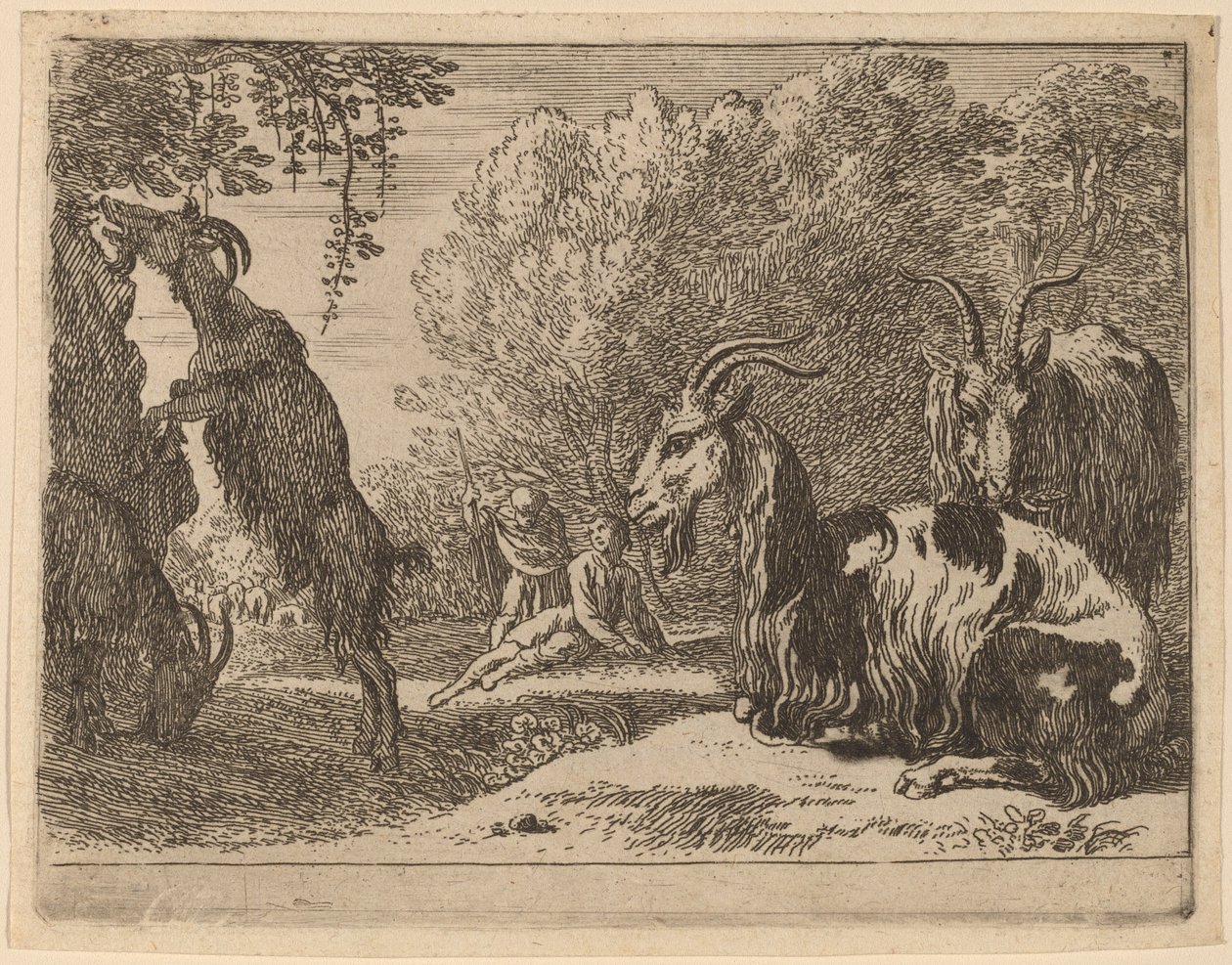Geder af Herman van Swanevelt