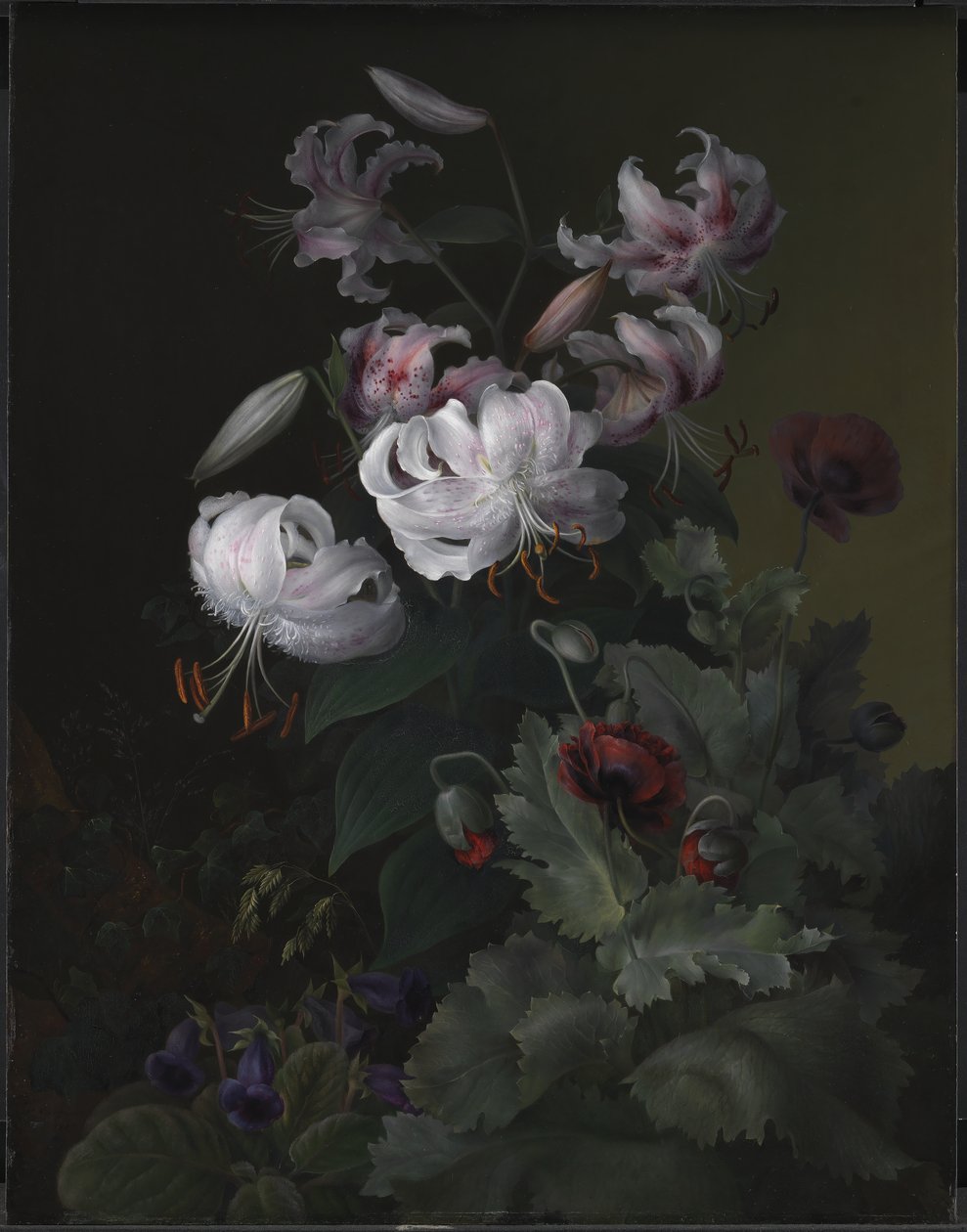 Blomstrende planter af Hermania Neergaard