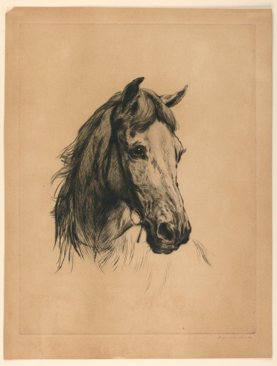 Hoved af en hest af Heywood Hardy