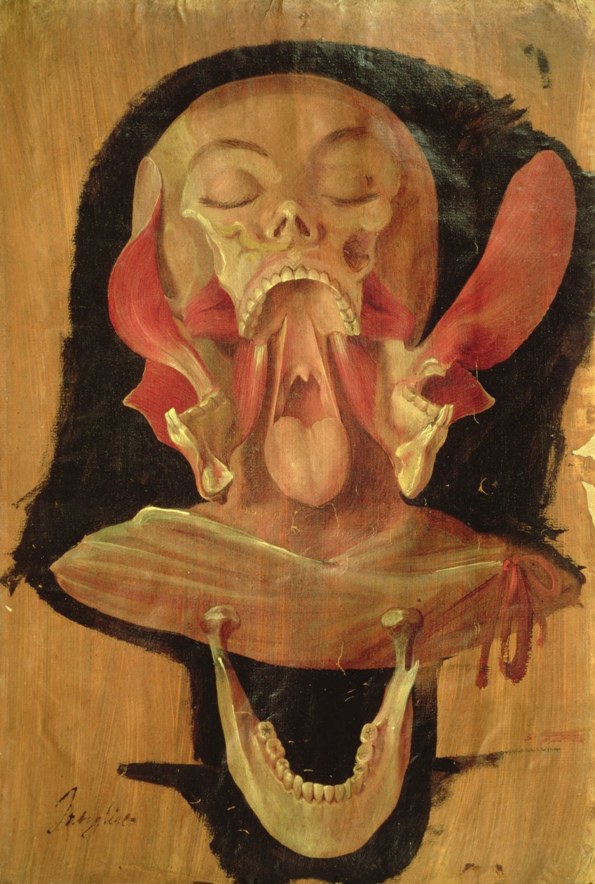 Anatomisk tegning af hovedet af Hieronymus Fabricius ab Aquapendente