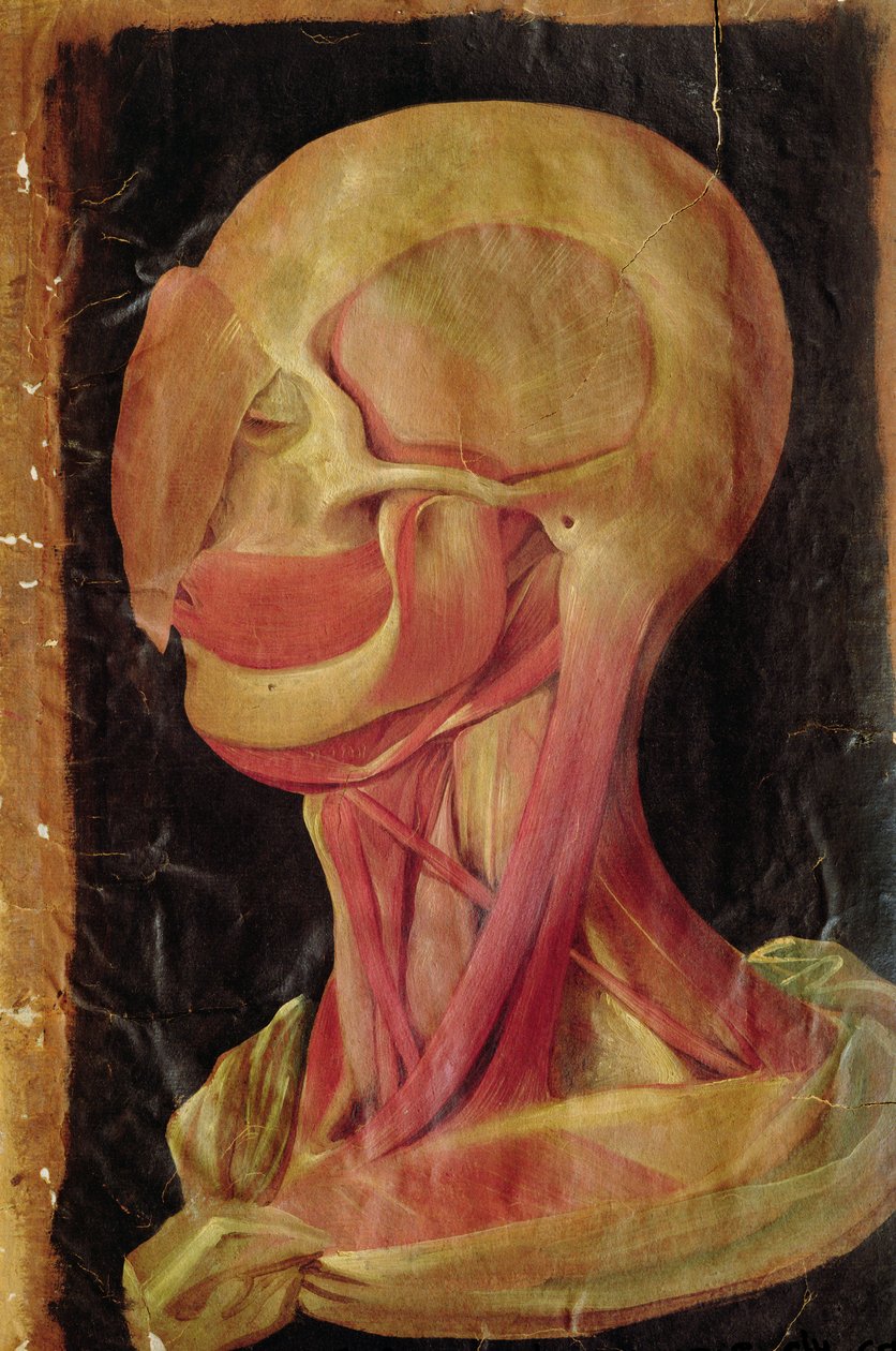Anatomisk tegning af det menneskelige hoved af Hieronymus Fabricius ab Aquapendente