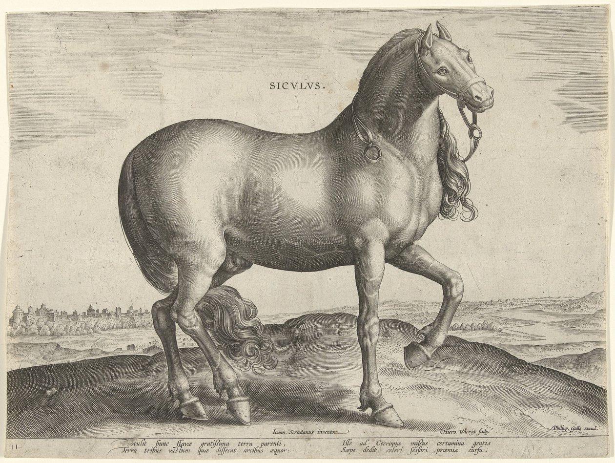 Hest fra Sicilien (Siculus) Sicvlvs (titel på objekt) Hesteracer fra de kongelige stalde i Don Juan af Østrig (serietitel) Equile Ioannis Austriaci Caroli (serietitel) af Hieronymus Wierix