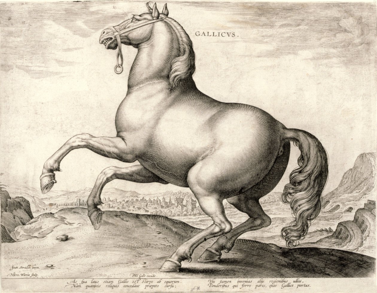Gallicus fra serien Heste fra stalden af Don Juan af Østrig (gravering på væv) af Hieronymus or Jerome Wierix