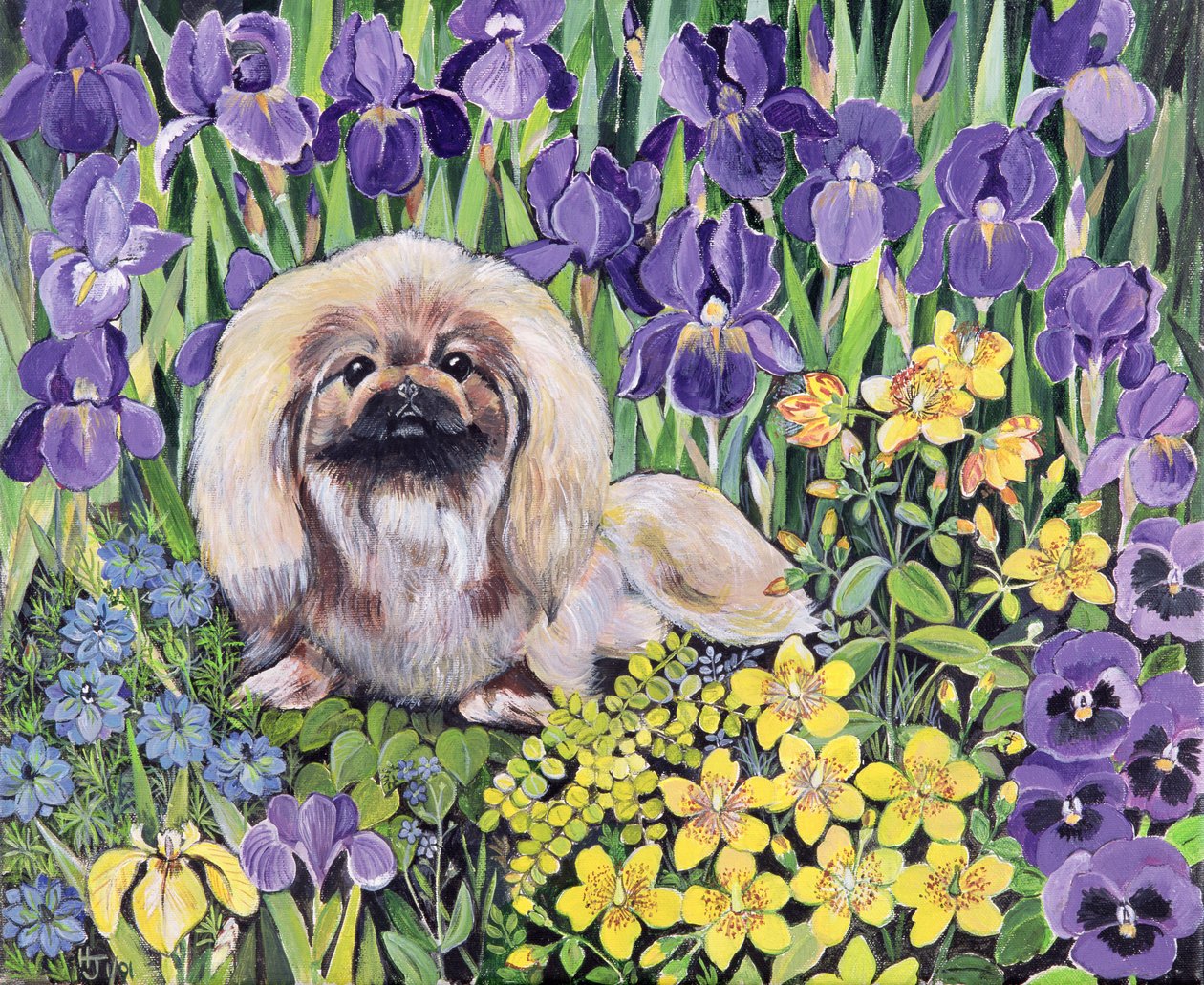 Peke i blomsterbedet (akryl på lærred) af Hilary Jones