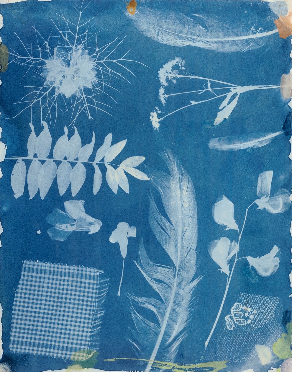 Planteprøver af Bayard, ca. 1842 (cyanotype) af Hippolyte Bayard