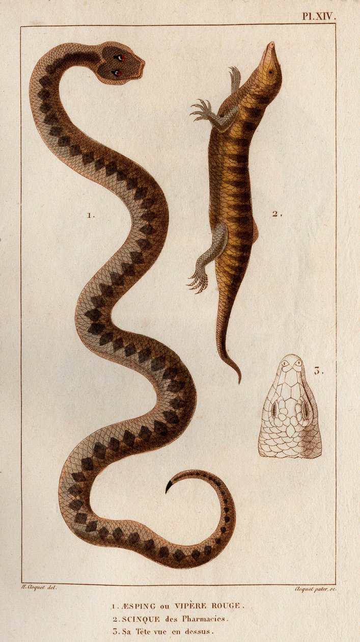 Aesping eller Red Vipere, Skink fra apoteker, hans hoved set ovenfor." Fauna des Mdecins eller historien om dyr og deres produkter af Hippolyte Cloquet" - bind 6 - 1825. af Hippolyte Cloquet