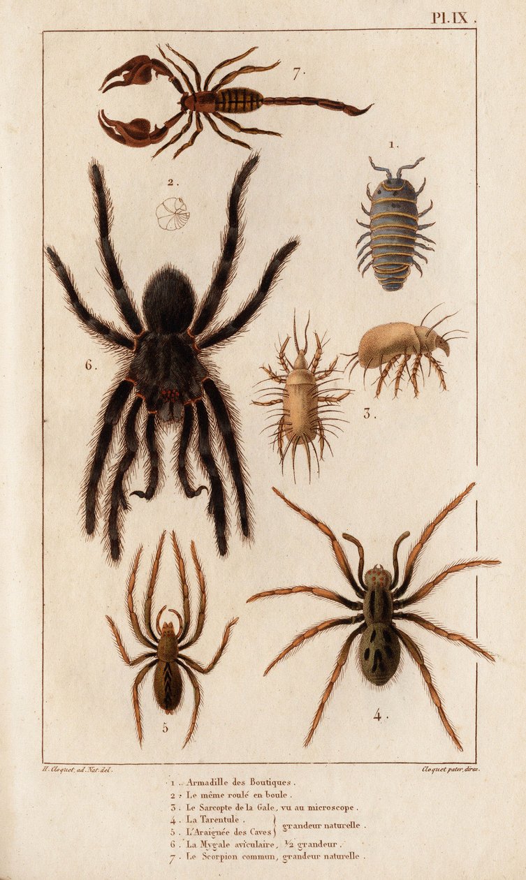 Amardille af butikkerne, Sascopte af fnat, Tarantula, Araignee af scaves, Mygale, Scorpio. af Hippolyte Cloquet