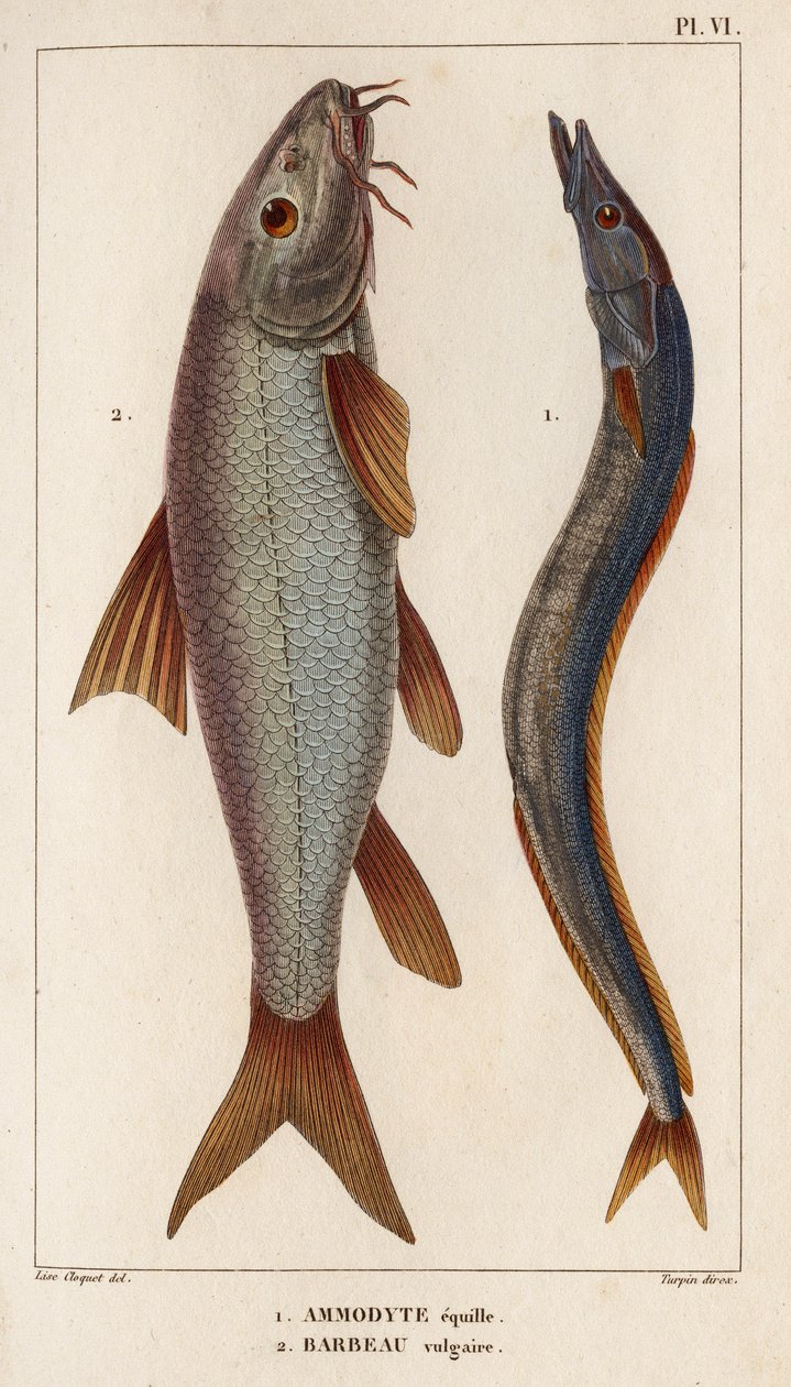 Ammodyte equille og vulgær Barbeau." "Fauna des Mdecins eller historien om dyr og deres produkter af Hippolyte Cloquet" - bind 6 - 1825. af Hippolyte Cloquet