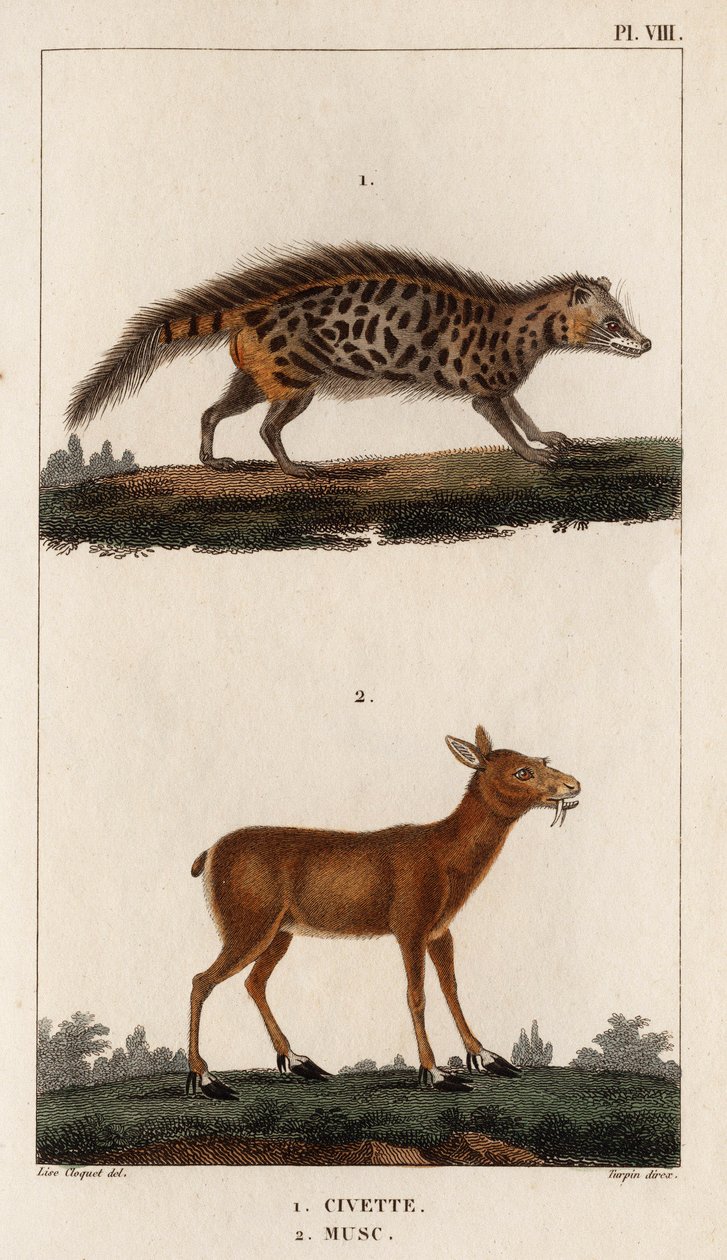 Civet og Musk." "Fauna des Mdecins eller historien om dyr og deres produkter af Hippolyte Cloquet" - bind 6 - 1825. af Hippolyte Cloquet