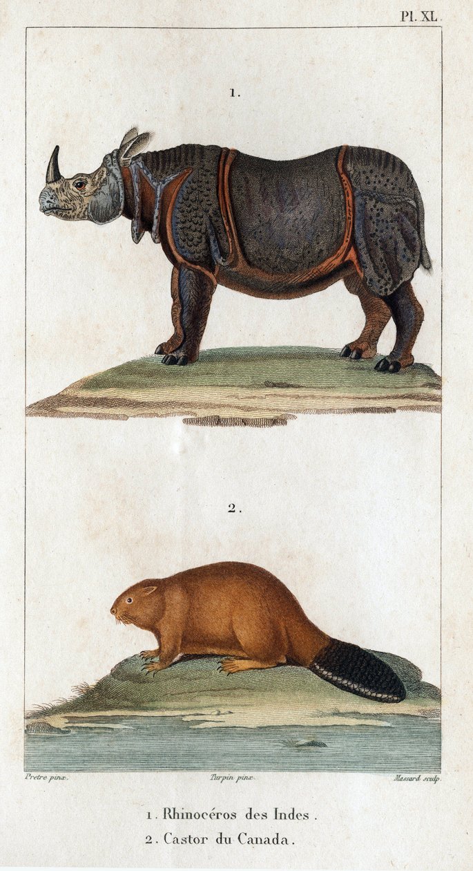 Indien næsehorn og canadisk bæver. Fauna des Médecins eller dyrenes historie og deres produkter af Hippolyte Cloquet" - bind 6 - 1825. af Hippolyte Cloquet