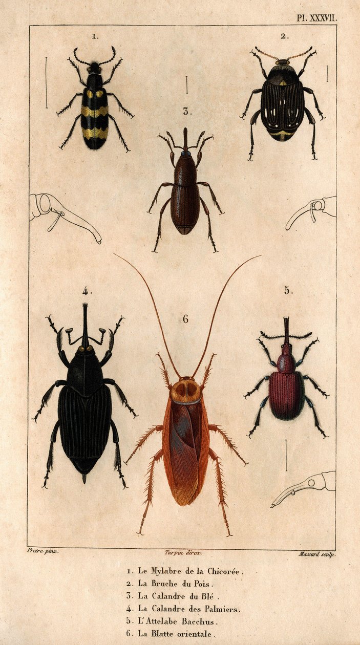 Cikorie-mylabraen, ærtsnudebillen, hvedegitteret, palmegitteret, Hitch Bacchus, den orientalske kakerlak i ""Fauna of Doctors or the History of Animals and their Products by Hippolyte Cloquet"" - bind 6 - 1825. af Hippolyte Cloquet
