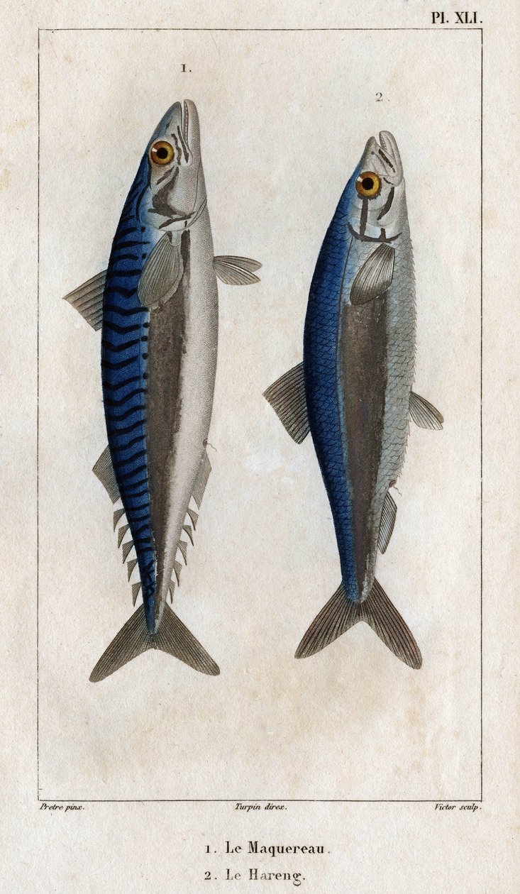 Makrel og Sild. Tallerken fra "" lægernes fauna eller dyrenes historie og deres produkter" af Hippolyte Cloquet
