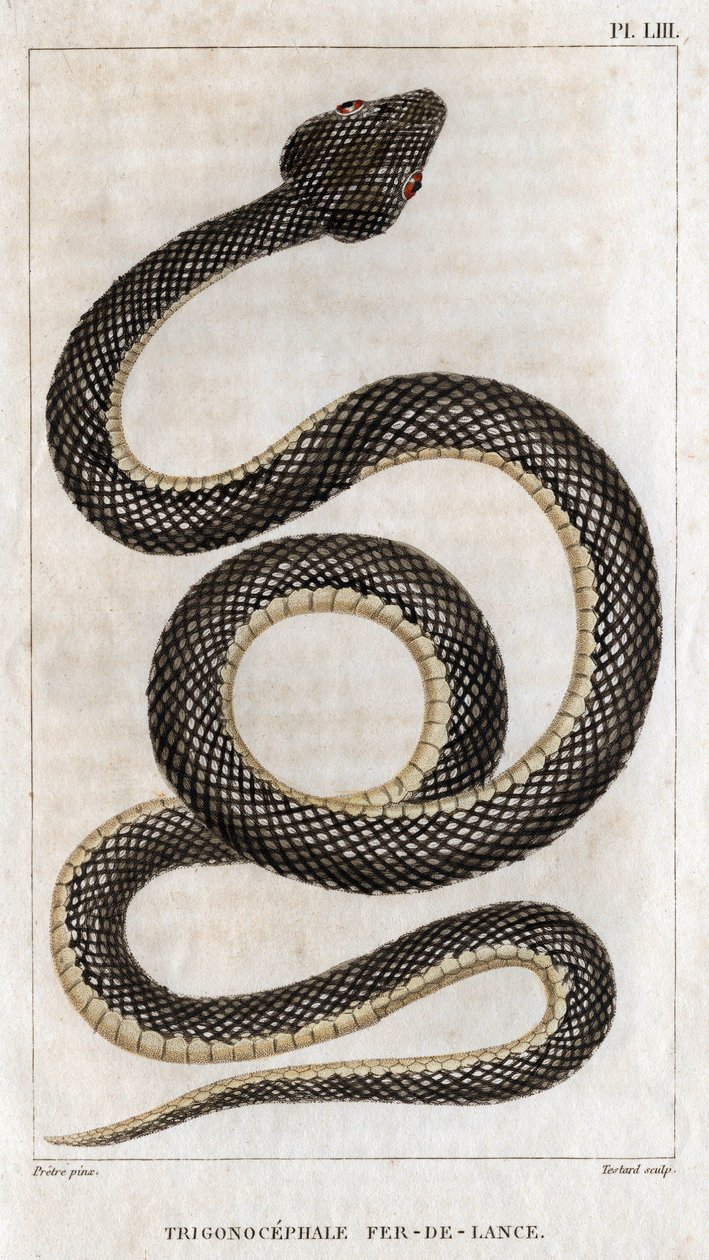 Repræsentation af Trigonocephale - Spydspids: krybdyr. Tallerken fra "" lægernes fauna eller dyrenes historie og deres produkter" af Hippolyte Cloquet