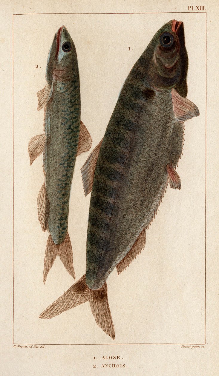 Shad and Ansjos." "Fauna des Mdecins eller historie om dyr og deres produkter af Hippolyte Cloquet" - bind 6 - 1825. af Hippolyte Cloquet