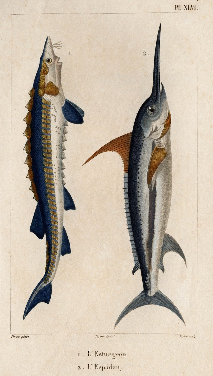 Stør og sværdfisk." "Fauna des Mdecins eller historien om dyr og deres produkter af Hippolyte Cloquet" - bind 6 - 1825. af Hippolyte Cloquet