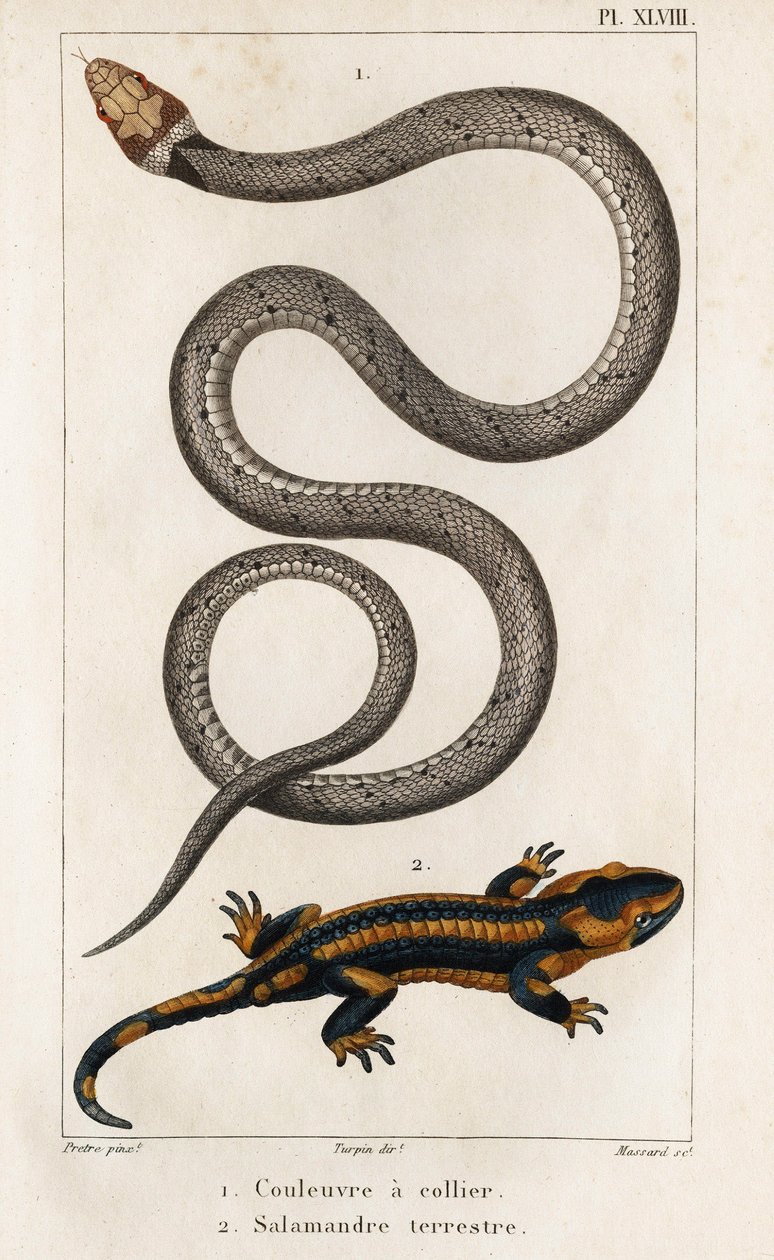 The Collared Snake, Land Salamander." "Fauna des Médecins or History of Animals and their Products by Hippolyte Cloquet" - Bind 6 - 1825. af Hippolyte Cloquet