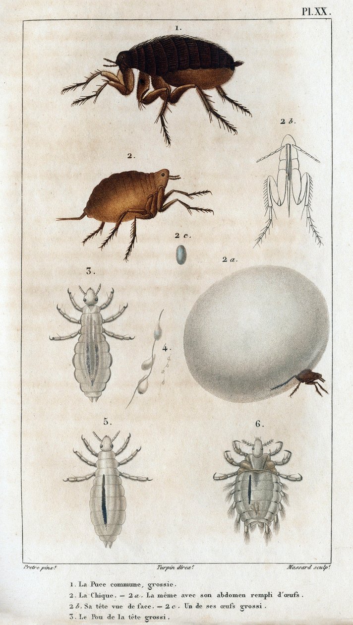 Den almindelige chic, Pouen." Fauna des Médecins eller dyrenes historie og deres produkter af Hippolyte Cloquet" - bind 6 - 1825. af Hippolyte Cloquet
