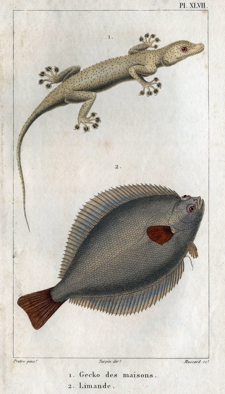 Gekkoen af huse og Limand. Tallerken taget fra "" Fauna af fysik eller historie om dyr og deres produkter"" af Hippolyte Cloquet af Hippolyte Cloquet