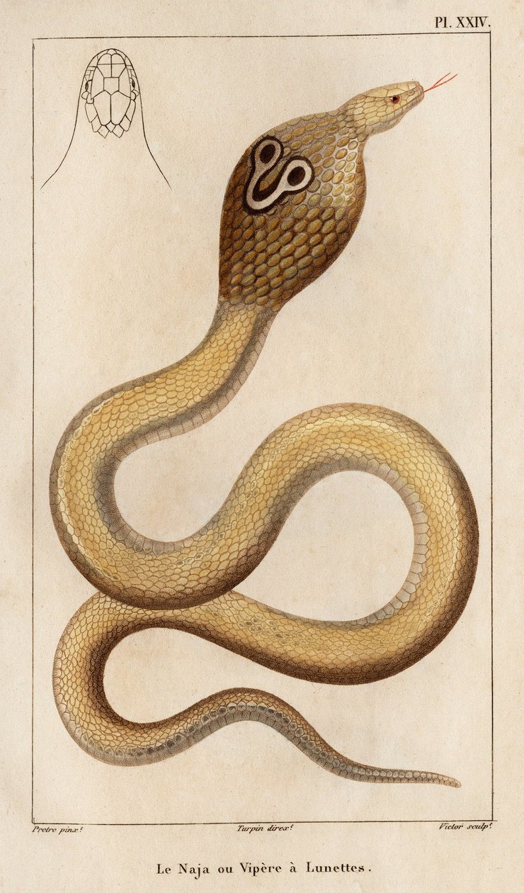 Najaen eller hugormen har briller." "Fauna des Mdecins eller historien om dyr og deres produkter af Hippolyte Cloquet" - bind 6 - 1825. af Hippolyte Cloquet
