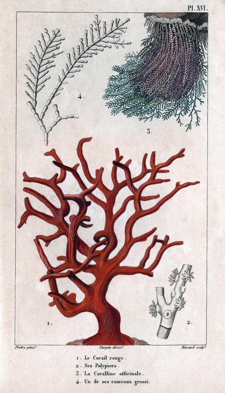 Den røde koral, dens polypier, coralline officinale, en af de grove grene. i "" Fauna af havnene eller historie om dyr og deres produkter af Hippolyte Cloquet"" - bind 6 - 1825. af Hippolyte Cloquet