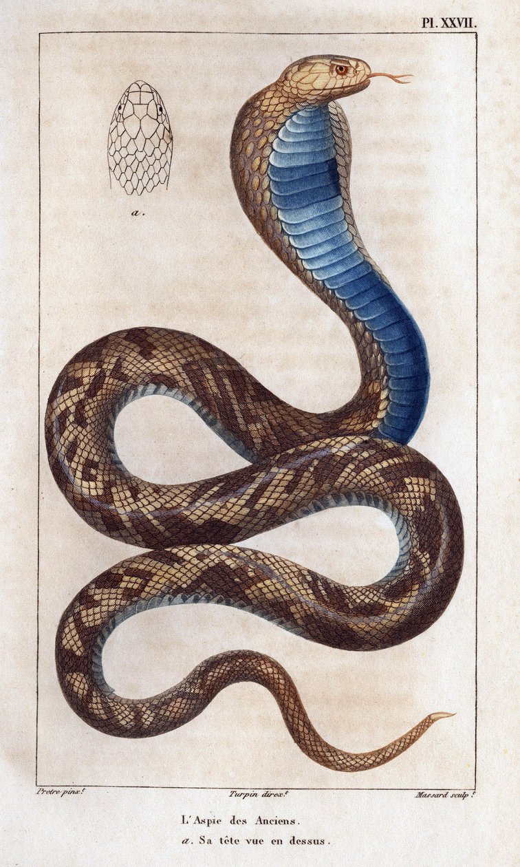 De ældstes aspic, hans hoved set ovenover." Fauna des Mdecins eller historien om dyr og deres produkter af Hippolyte Cloquet" - bind 6 - 1825. af Hippolyte Cloquet
