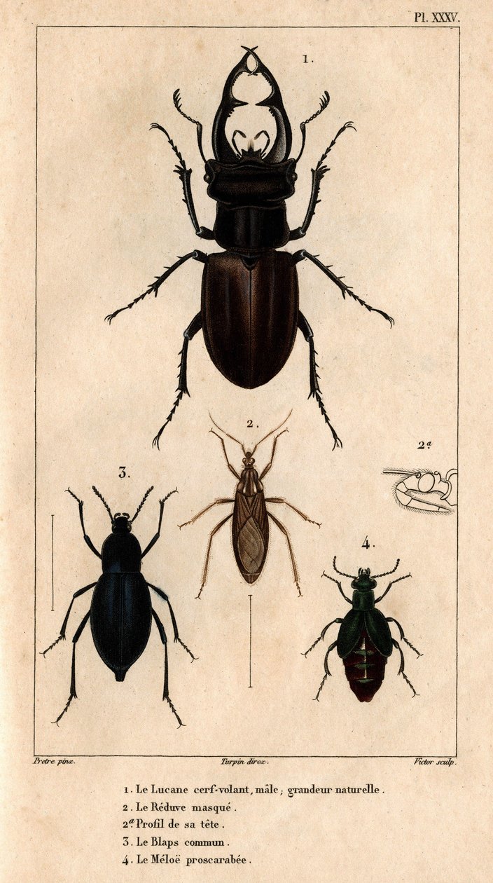 Handrage ovenlysvindue, naturlig størrelse, Reduve-masken, de almindelige blaps, proscarabee Meloe i "" Fauna af læger eller historie af dyr og deres produkter af Hippolyte Cloquet"" - bind 6 - 1825. af Hippolyte Cloquet