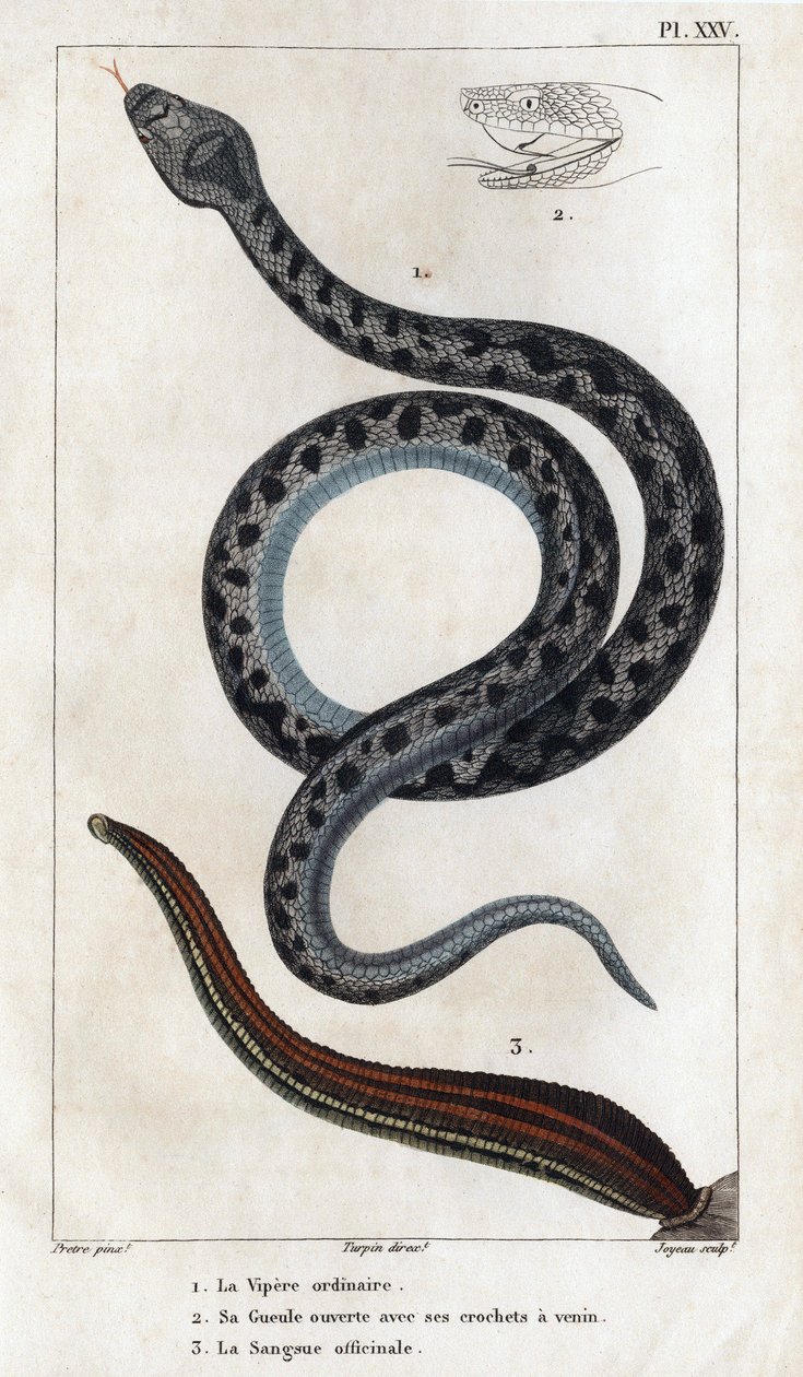 Den almindelige hugorm, hans mund åben med hugtænderne en gift, officinale Sangue." af Hippolyte Cloquet