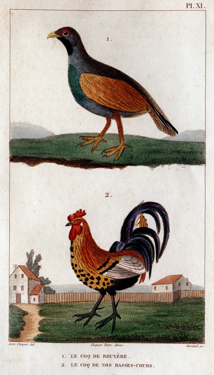 Hanen fra Bruyere og hanen på vore lave baner."" Fauna des Mdecins eller dyrenes historie og deres produkter af Hippolyte Cloquet" - Bind 6 - 1825. af Hippolyte Cloquet