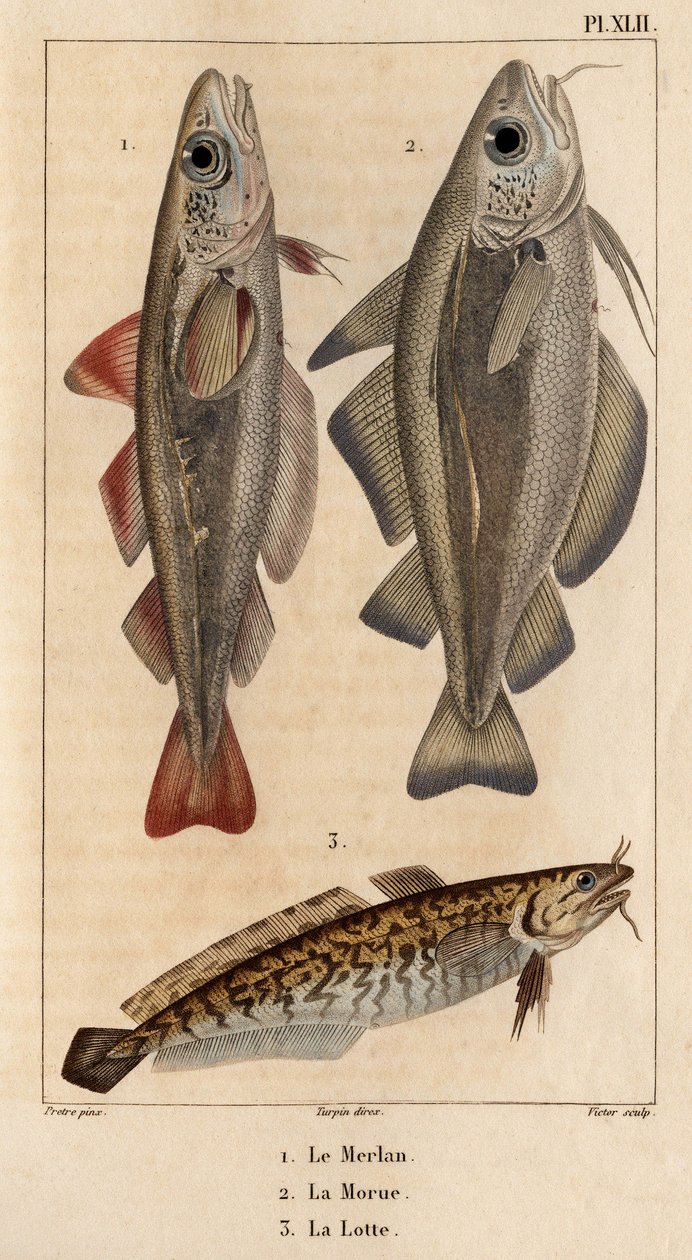 Hvillingen, torsken og laken." Fauna des Mdecins eller historien om dyr og deres produkter af Hippolyte Cloquet" - bind 6 - 1825. af Hippolyte Cloquet