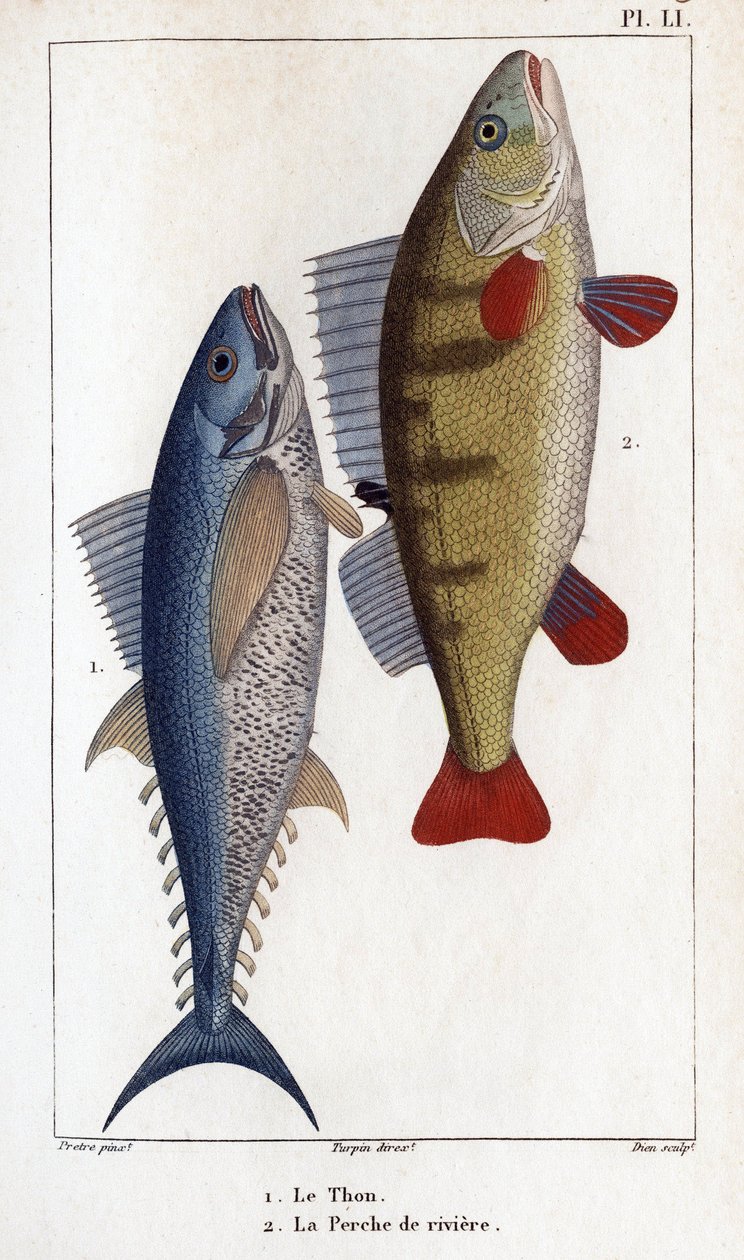 Tun og flodaborre."" Lægers fauna eller historie om dyr og deres produkter af Hippolyte Cloquet"" - af Hippolyte Cloquet