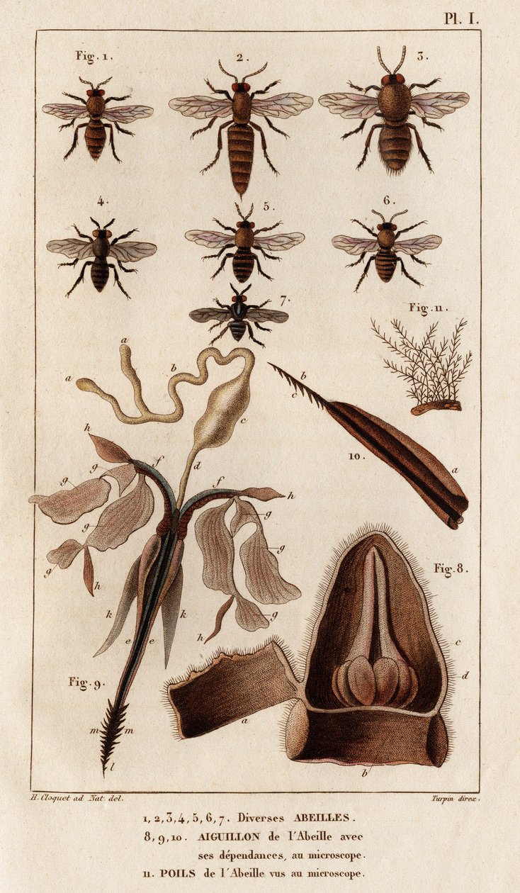 Forskellige bier." "Fauna des Mdecins eller historien om dyr og deres produkter af Hippolyte Cloquet" - bind 6 - 1825. af Hippolyte Cloquet