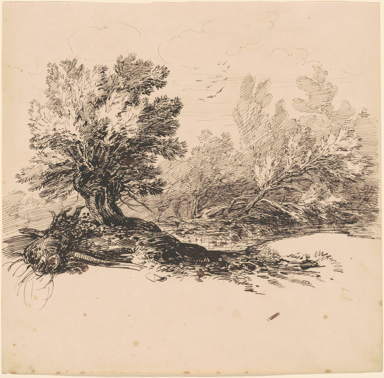 En Hvidpil ved en Strøm af Hippolyte Lalaisse