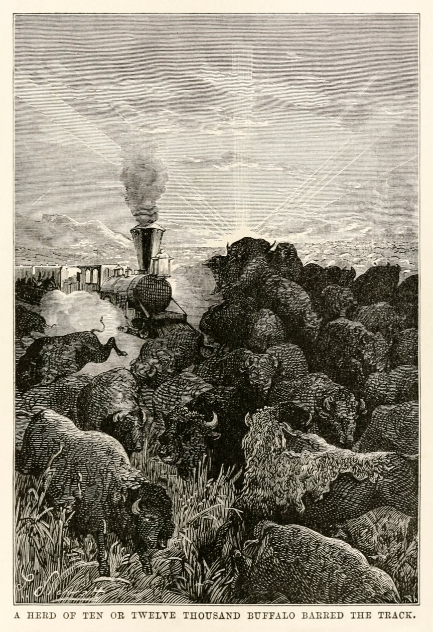 En flok på ti eller tolv tusinde bøfler spærrede sporet, fra Around the World in Eighty Days af Jules Verne (1828-1905), indgraveret af Louis Prevost, 1873 af Hippolyte Leon Benett